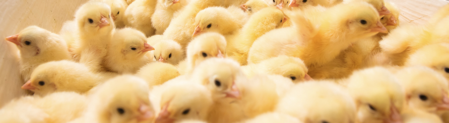 壹定发(中国集团)官方网站